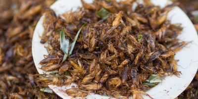 Image: Takeaway, Chingrit thot (Thai script: จิ้งหรีดทอด) are deep-fried crickets. The crickets used in Thailand can be either Gryllus bimaculatus or, as shown in the image, Acheta domesticus, Wikimedia Commons, Creative Commons Attribution-Share Alike 3.0 Unported