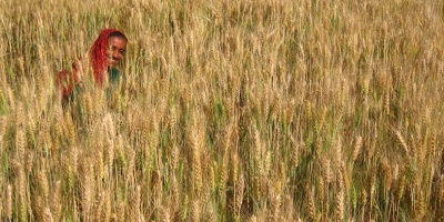 Image: Meena Kadri, Harvesting wheat #2, Flickr, Creative Commons Attribution 2.0 Generic 