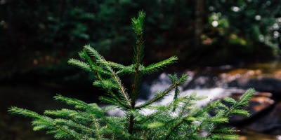 Image: Max Pixel, Shoot Fresh Forest Sprout Young Fir Tree Tree, Creative Commons Zero - CC0 Public Domain