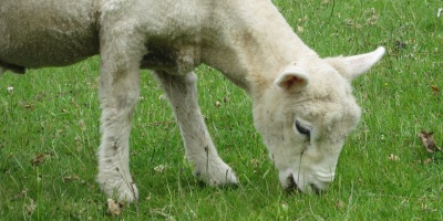 Image: MaxPixel, Lamb eating, CC0 Public Domain