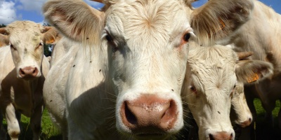 Photo: Stanze, Young male Charolais cattle, Flickr, CC by 2.0 