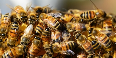 Image: PollyDot, Honey bees beehive, Pixabay, CC0 Creative Commons