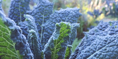 Image: Elmastudio, jippi, our kale is growing beautifully in the garden, Flickr, Creative Commons Attribution-NoDerivs 2.0 Generic 