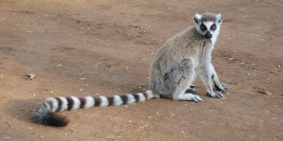 Image: Alex Dunkel, Ring-tailed Lemur (Lemur catta) at Berenty Private Reserve in Madagascar, Wikimedia Commons, Creative Commons Attribution 3.0 Unported