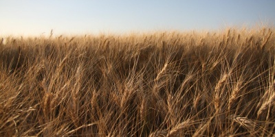 Photo: SupportPDX, Crops, Flickr, CC BY 2.0