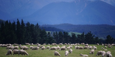 Image: trf57, Sheep New Zealand, Pixabay, CC0 Creative Commons