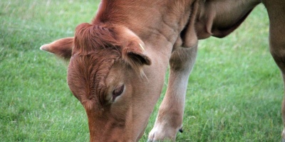 Image: Max Pixel, Cow eating farm, CC0 Public Domain
