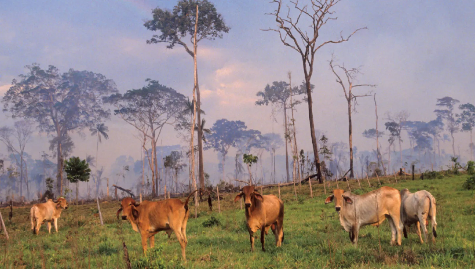 Climate change and agriculture report image: IIED