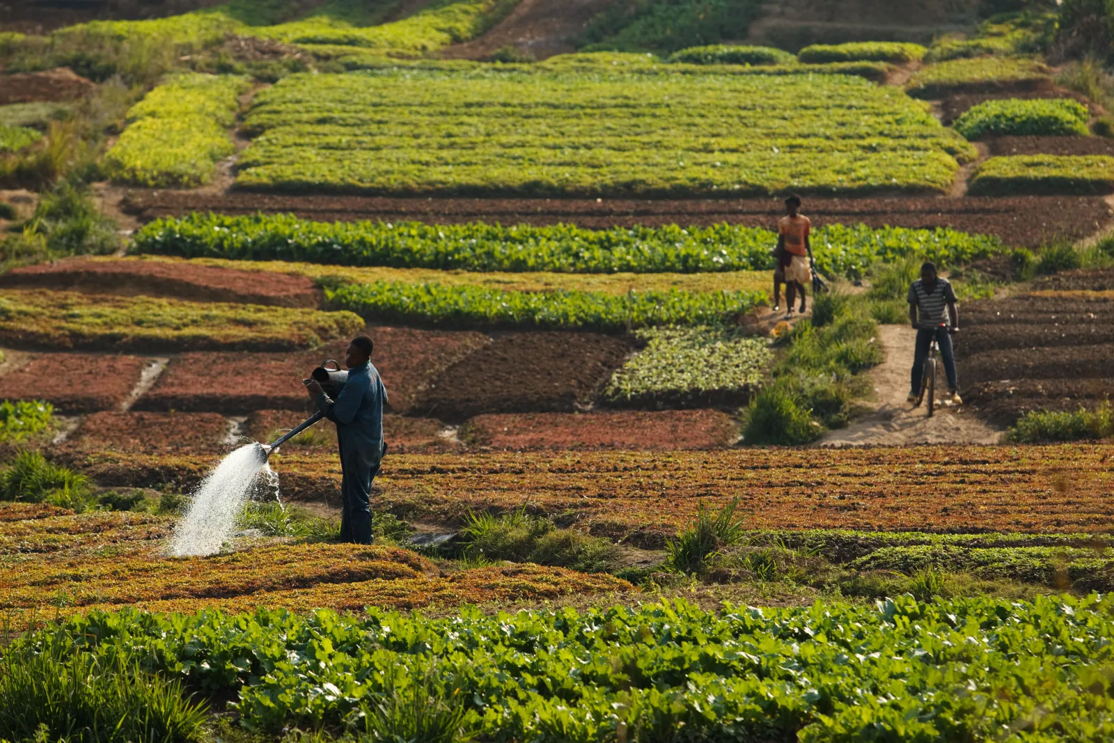 Agroecology