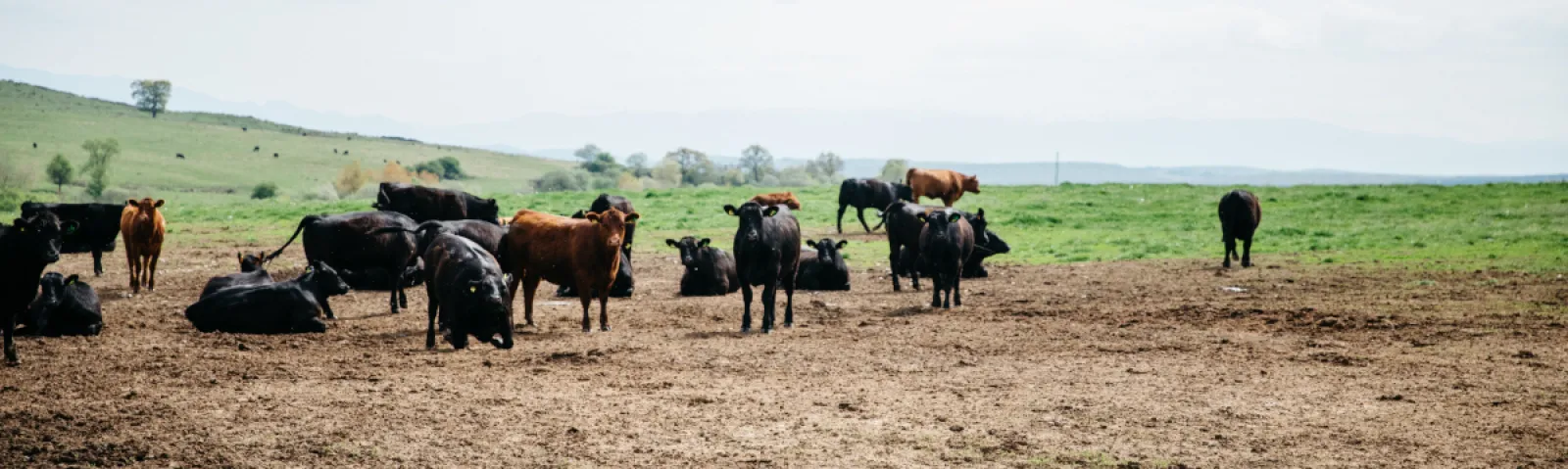 A herd of cattle stands in a muddy field in Romania.