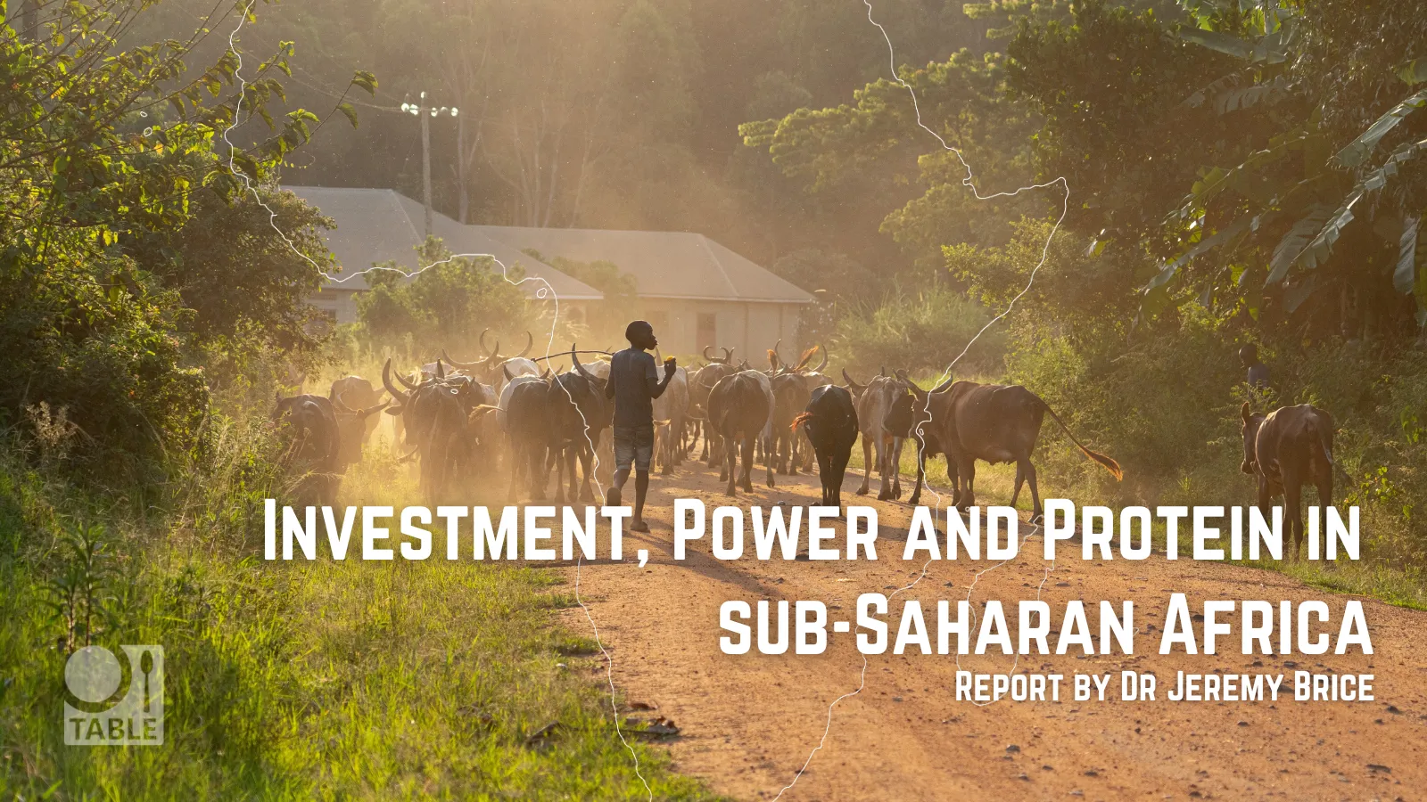 Investment power and protein report cover image - herding cattle 