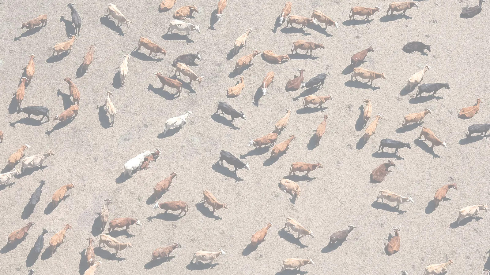 An aerial photo of cattle