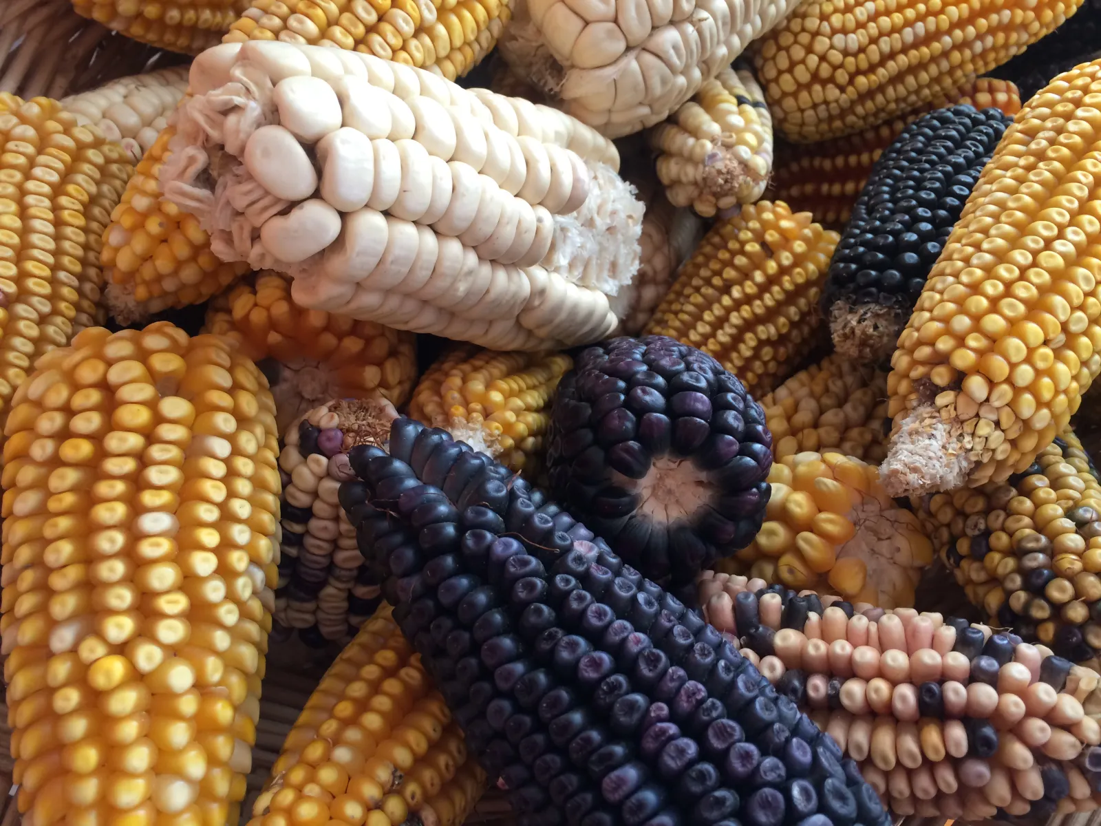 MEXICAN CORN