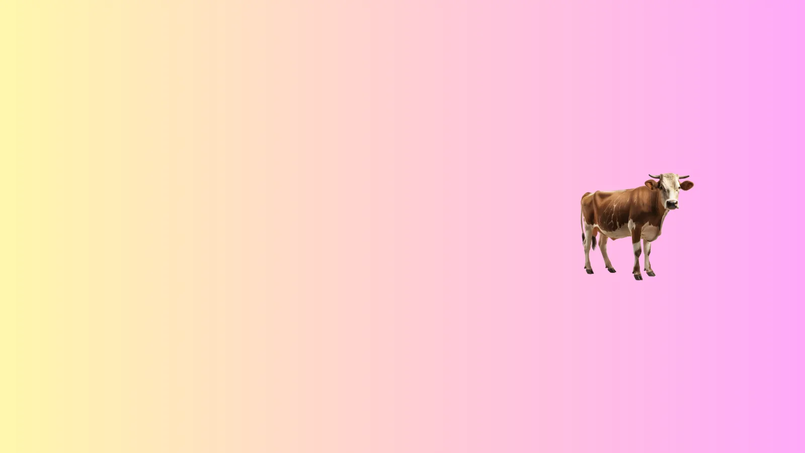 A gradient background of yellow and pink with a brown cow on the right side.