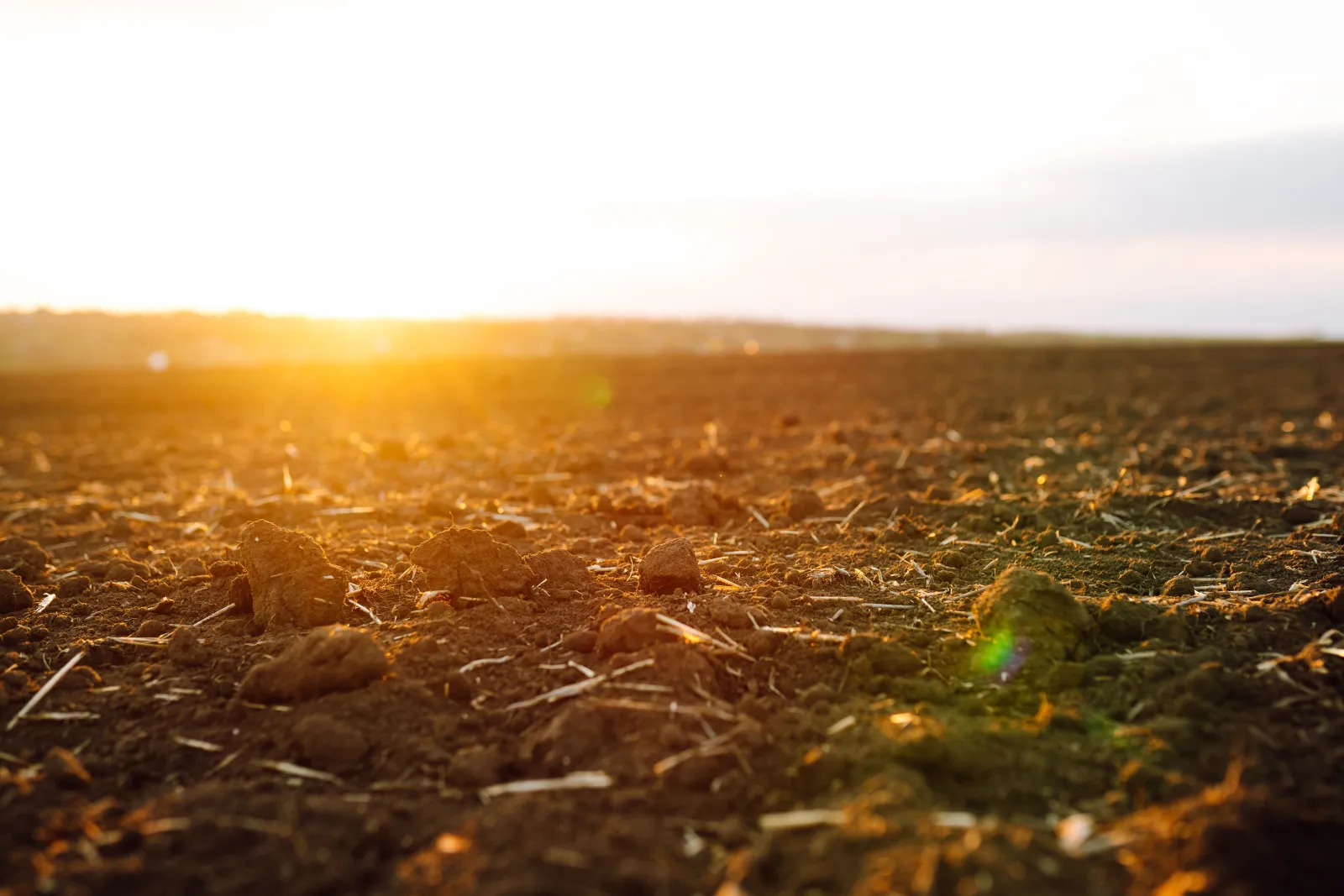 The sun sets over hay-strewn ground. Photo by AdobeStock.