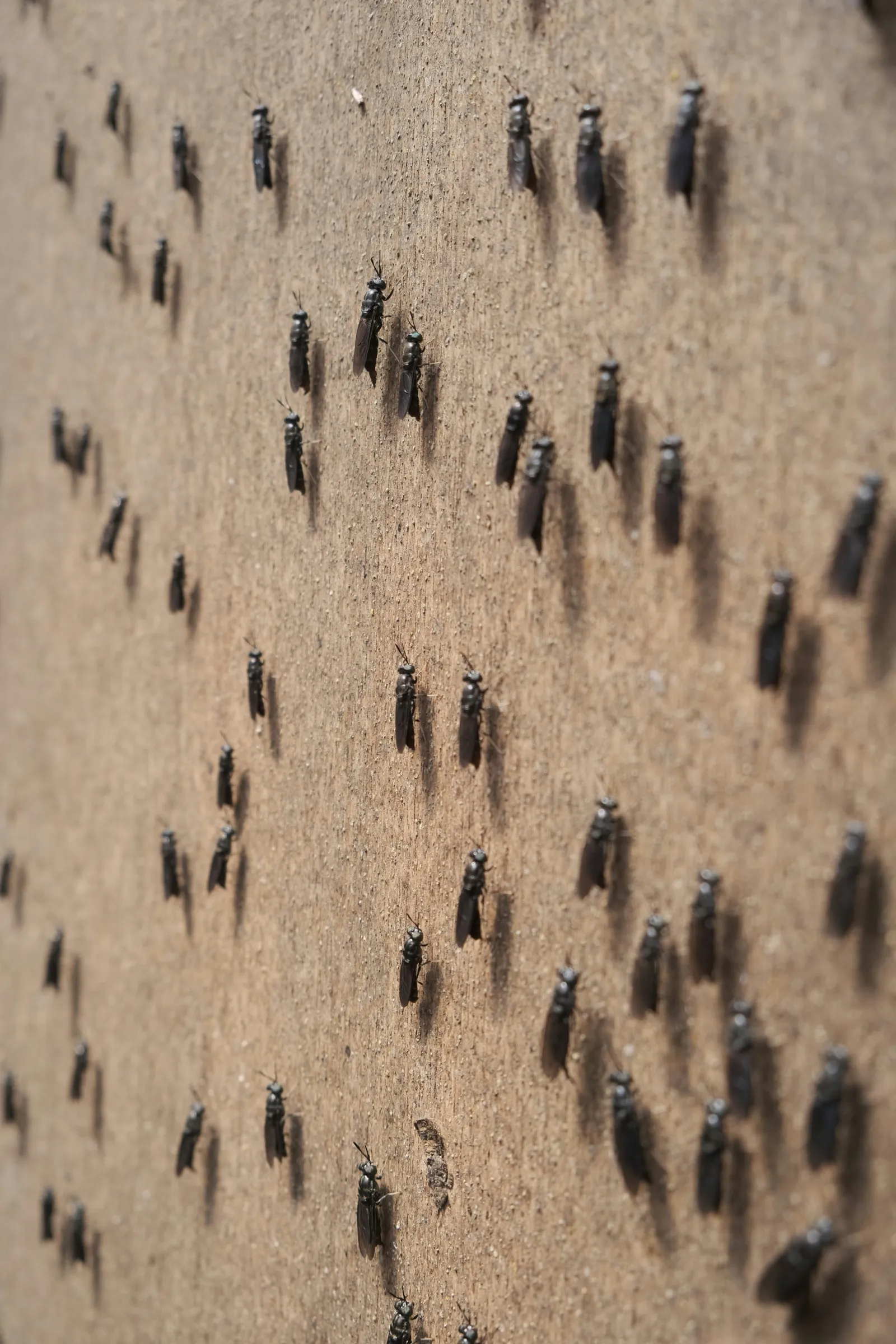 Black soldier flies on a wall. Photo by James Tiono via Unsplash.