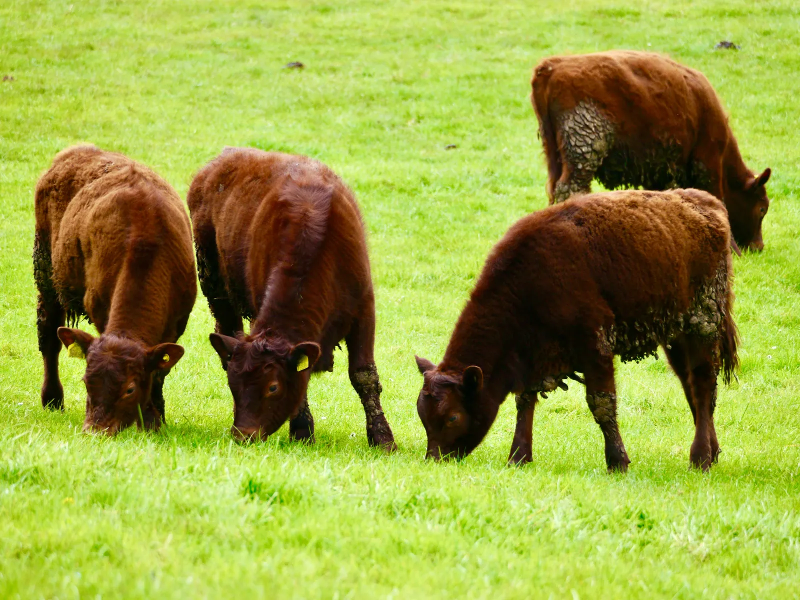 Beef cattle grazing on a pasture. Photo by Jim via Unsplash.