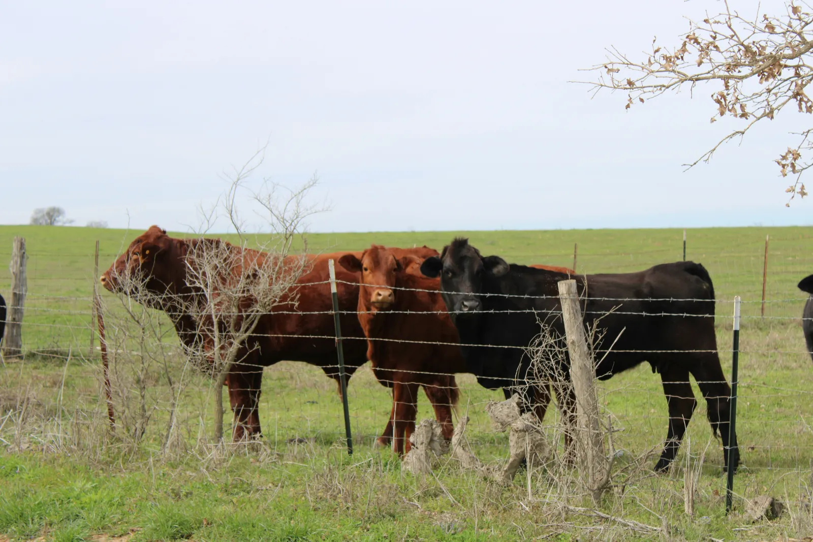 Three beef cows lined up behind a fence. Photo by Marie Martin via Unsplash.