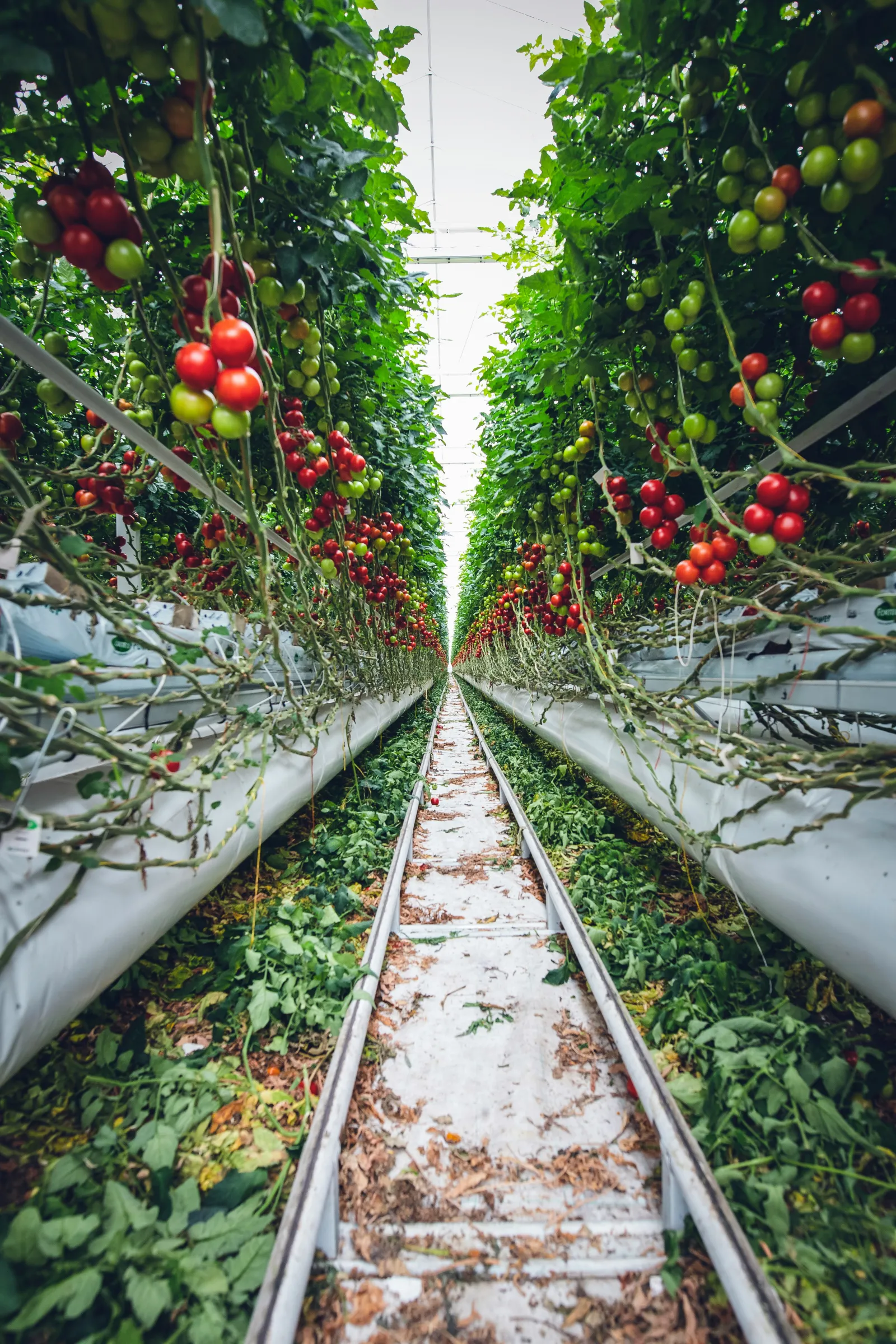 Aisle of vertical tomato farm. Photo by Markus Spiske via Unsplash.