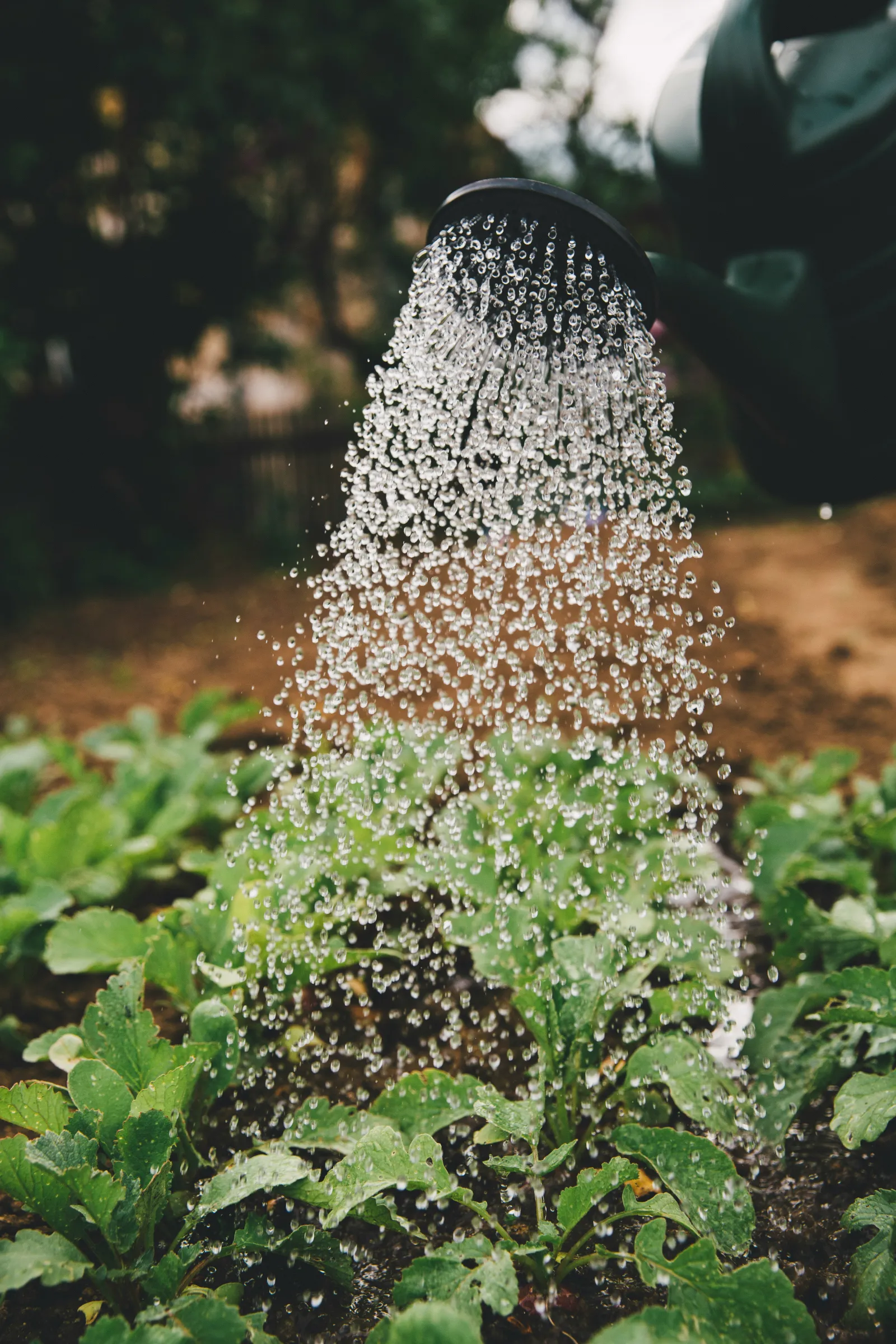 Rainfall from a watering can falls on a garden. Photo by Markus Spiske via Unsplash.