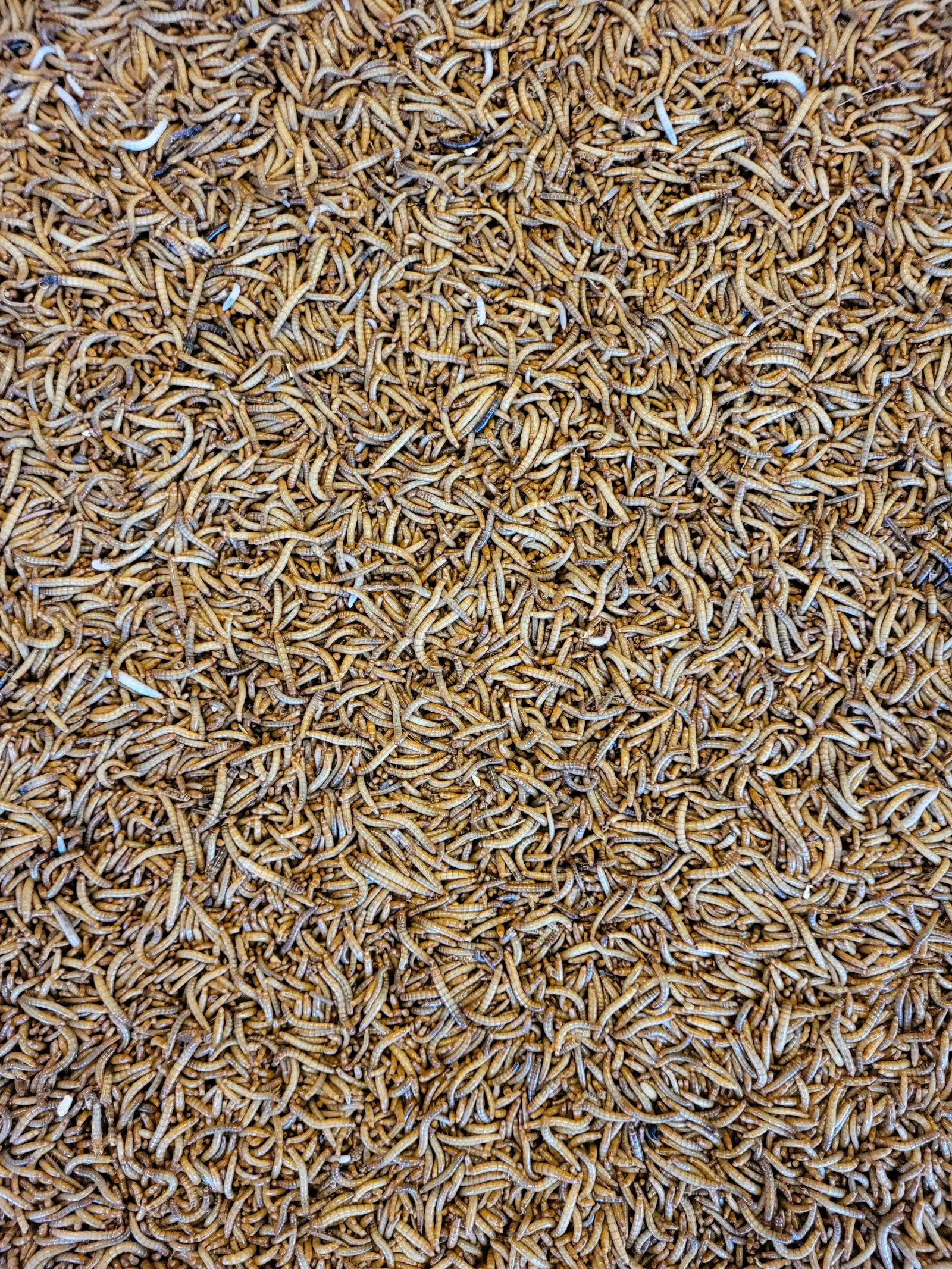 A pile of edible insects. Photo by Nathan Cima via Unsplash.