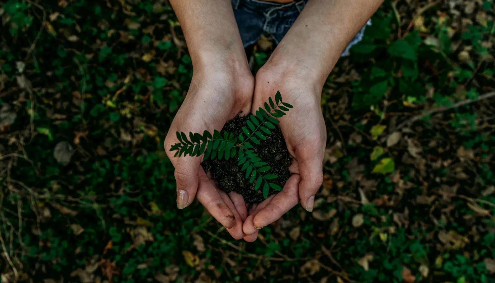 Hands holding a plant sprout above dirt. Photo by Noah Buscher via Unsplash.