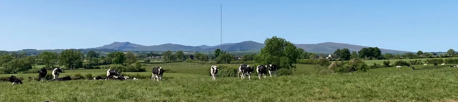 panoramic image of dairy cows in green fields against hills, on Joseph Lyall's family farm
