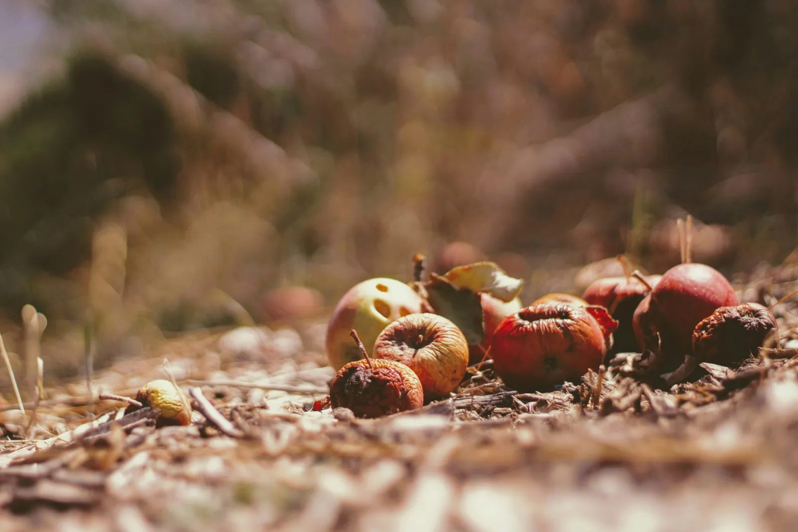 Rotting apples in a field. Photo by Joshua Hoenne via Unsplash.