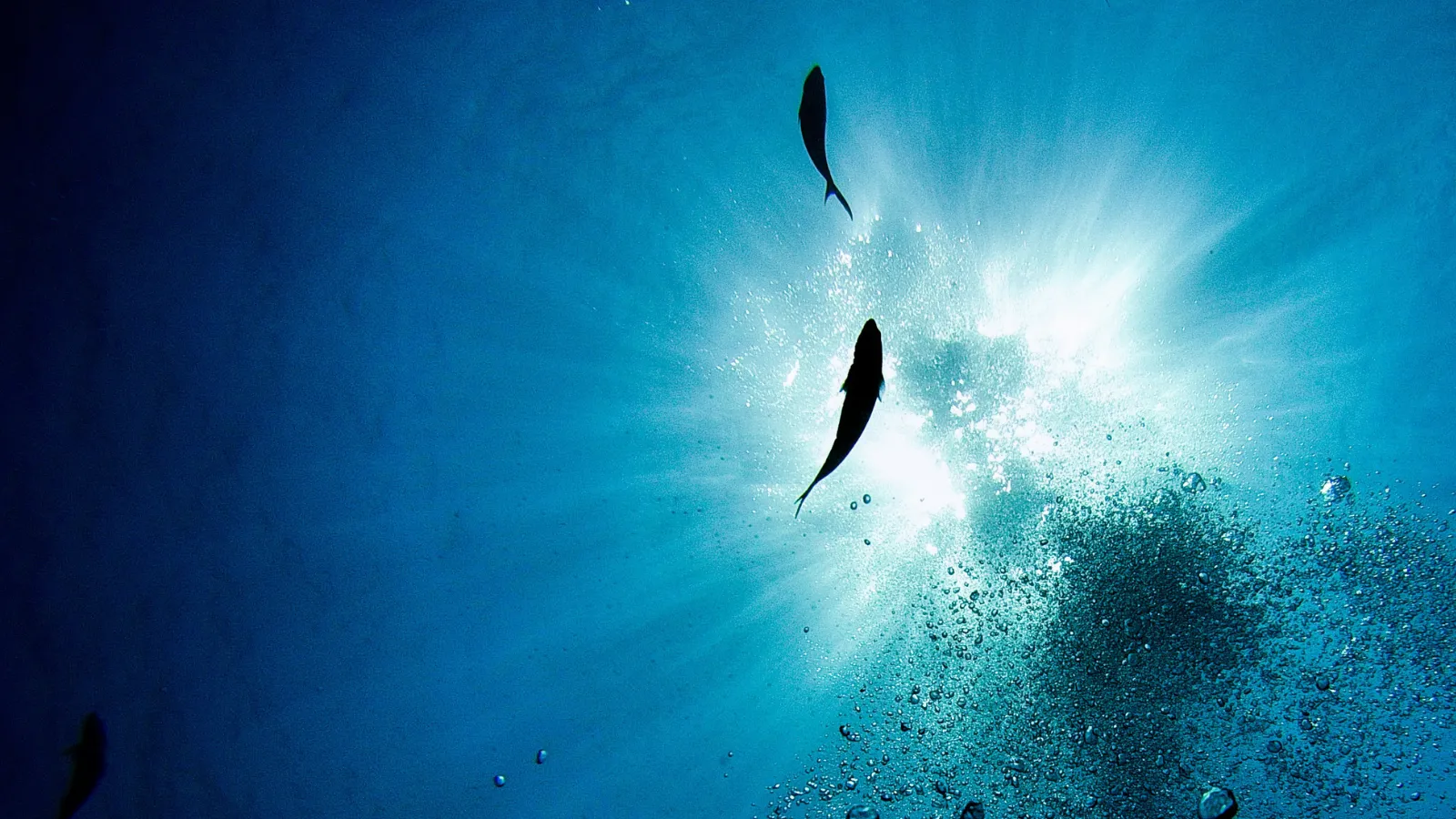 Looking up underwater at the sun with two fish in silhouette.