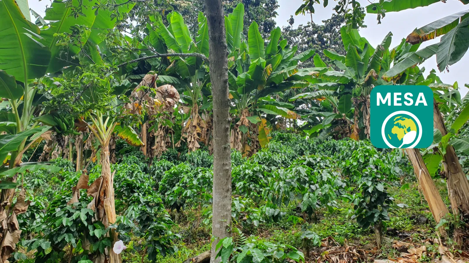 Coffee agroforestry in Valle del Cauca, Colombia with the new logo of MESA. Image from Camilo Ardila Galvis (CC BY-SA)