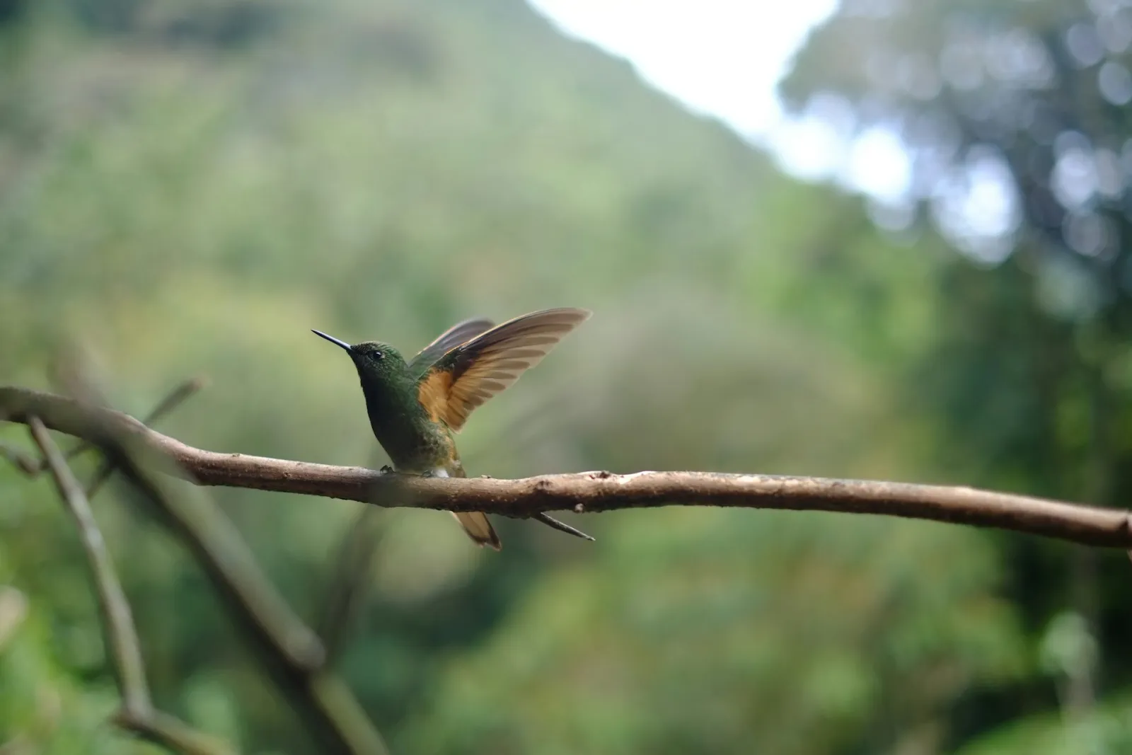 Green hummingbird alighting on a branch. Photo by Roger Burkhard via Unsplash.