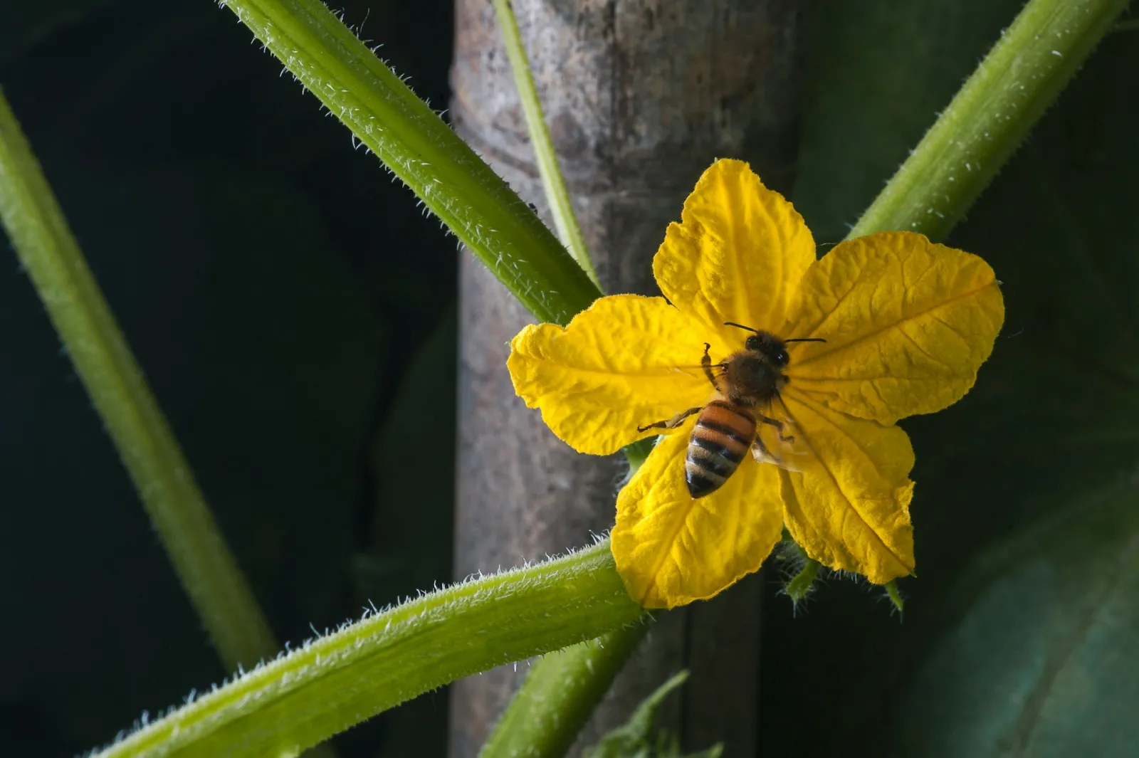 A bee sits on a squash flower. Photo by Tao Yuan via Unsplash.