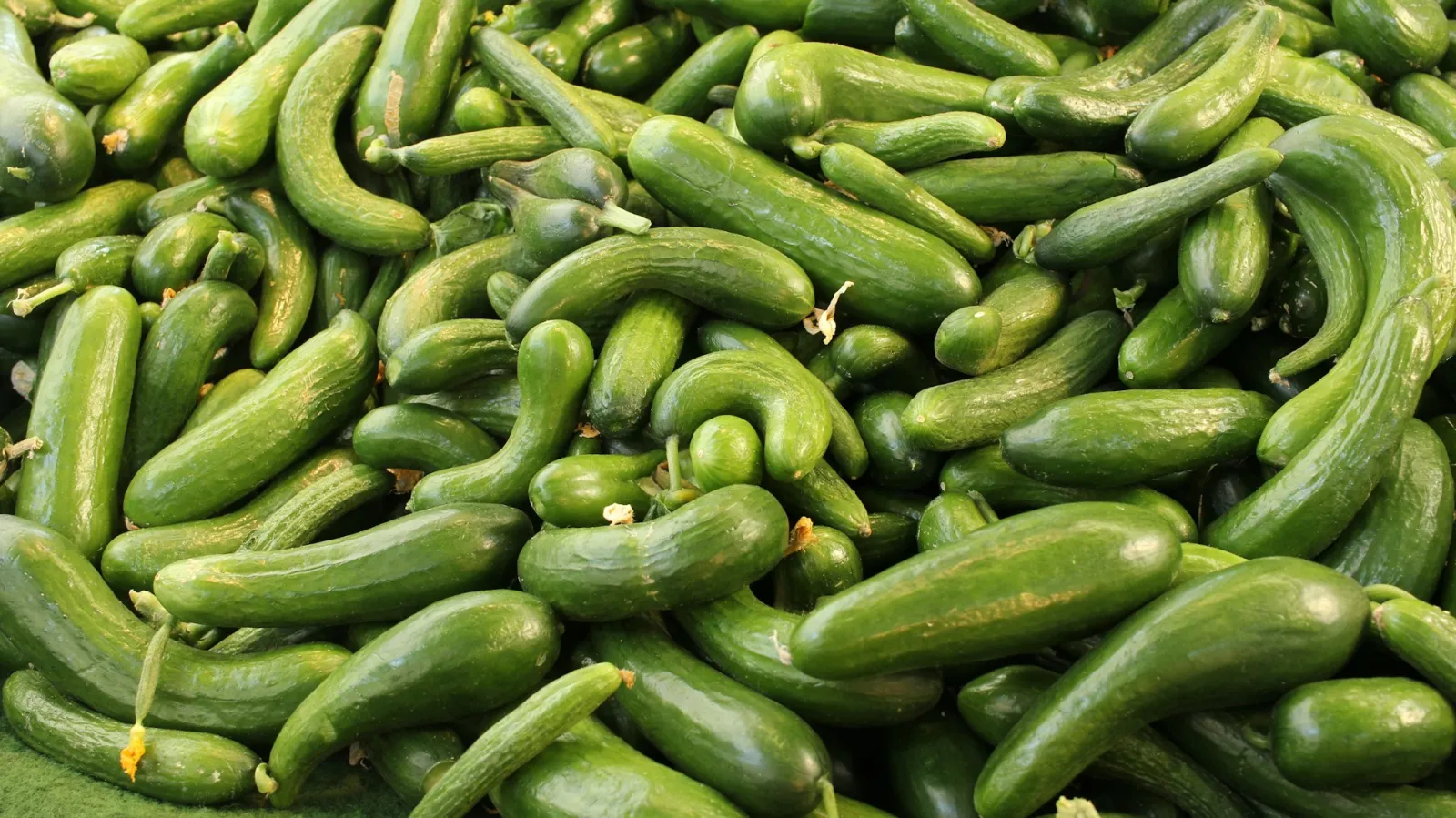 A pile of cucumbers. Photo by Bruno Neurath-Wilson via Unsplash.