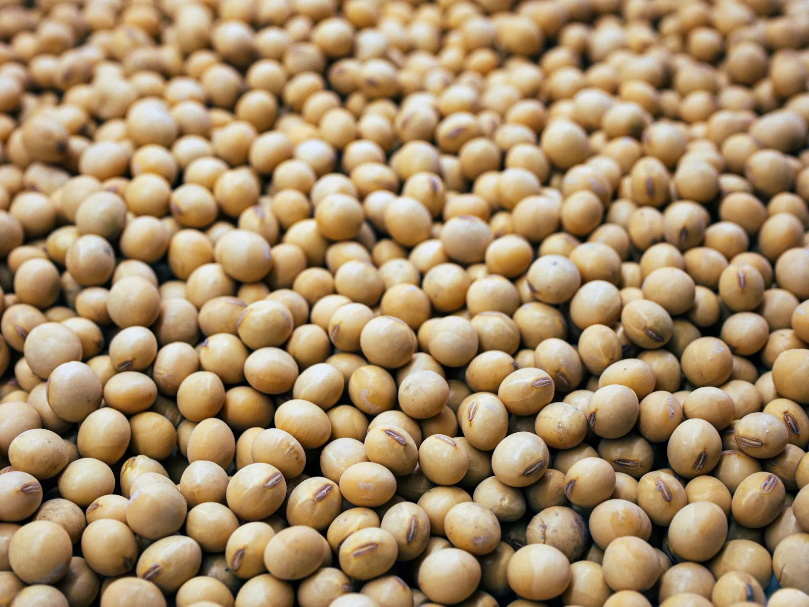 A close up of many dried soy beans. Photo by Daniela Paola Alchapar via Unsplash.