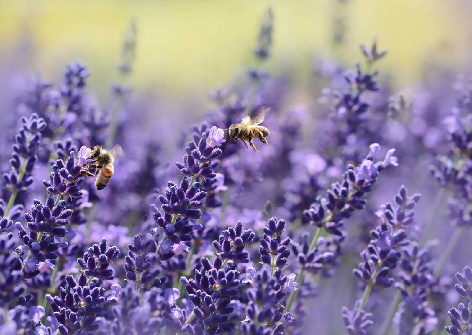 Bees in lavender. Credit: Pixabay via Pexels