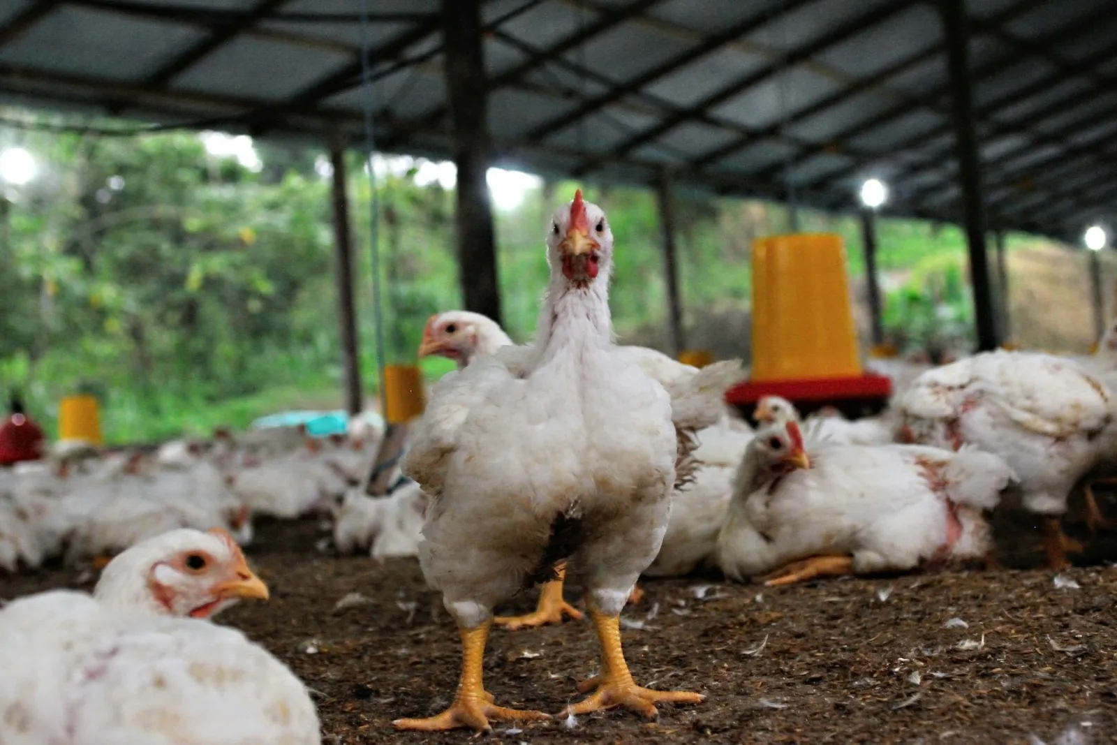 Chicken in a coop. Credit:  DΛVΞ GΛRCIΛ via Pexels