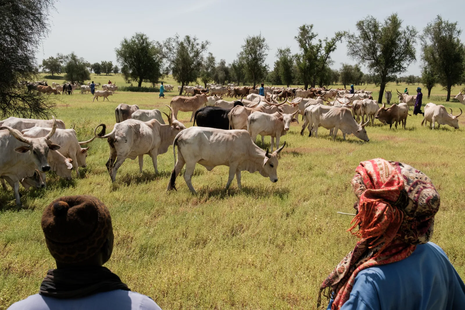 Photo of cows in field with herders in Senegal. Credit Guy Peterson