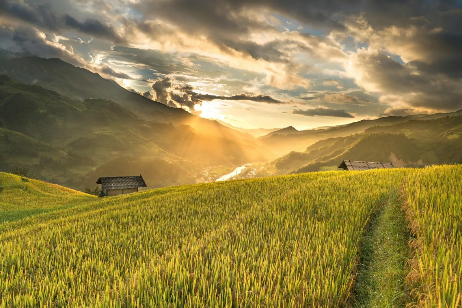 Photo of rice field at sunset. Credit Quang Nguyen Vinh via Pexels