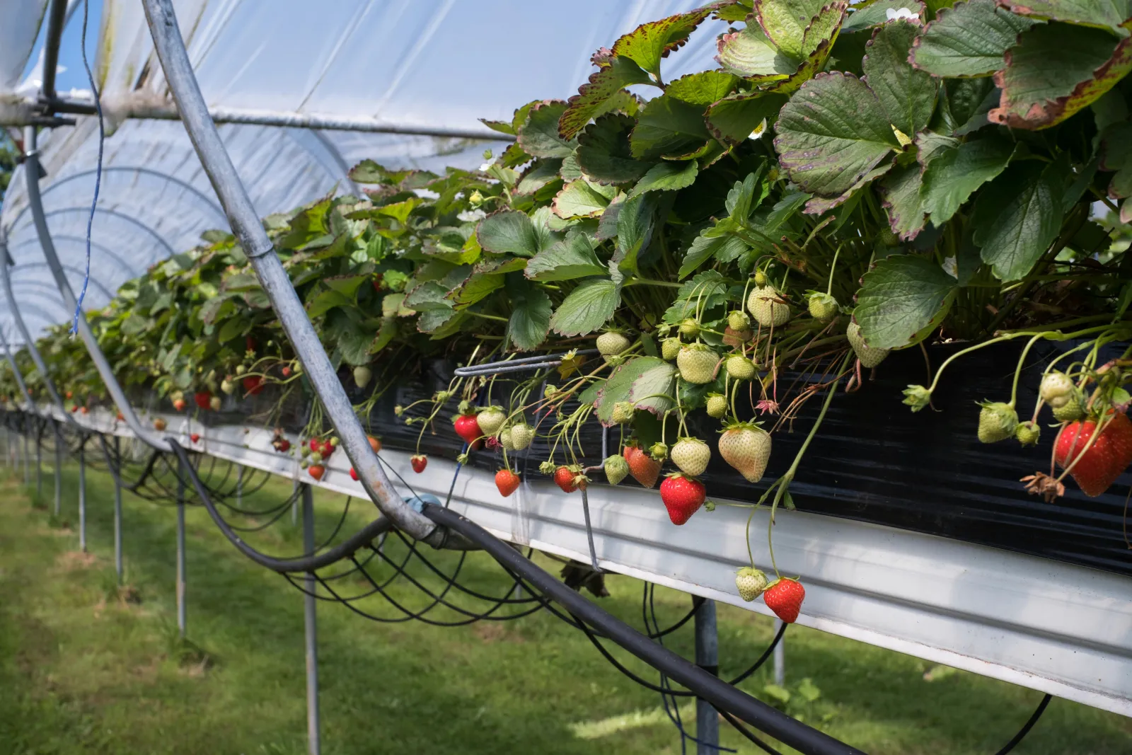 Strawberries in polytunnel credit Veronica White / Unsplash