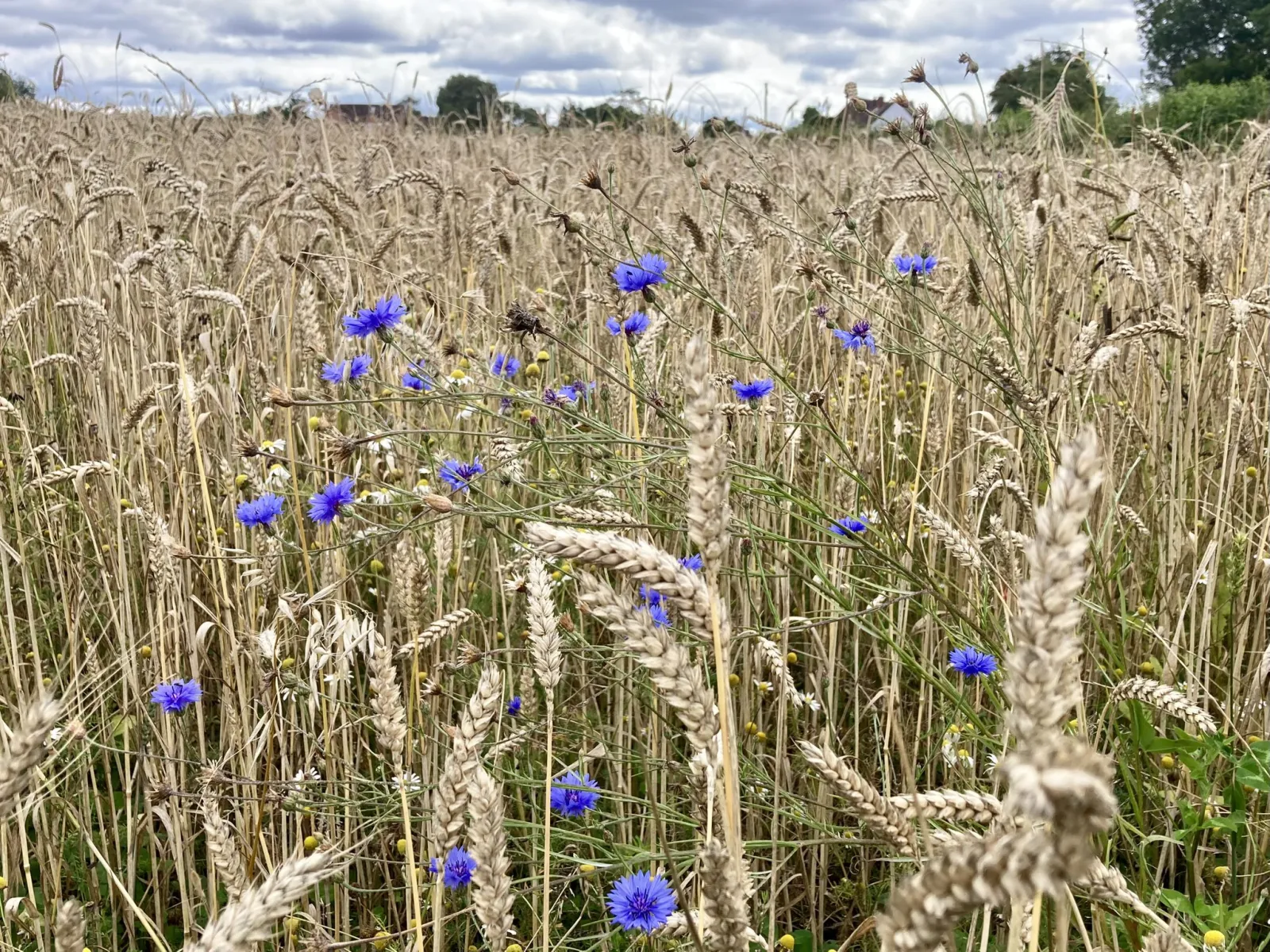 Wheat and cornflowers in a field - diversity. Photo credit Hodmedod's