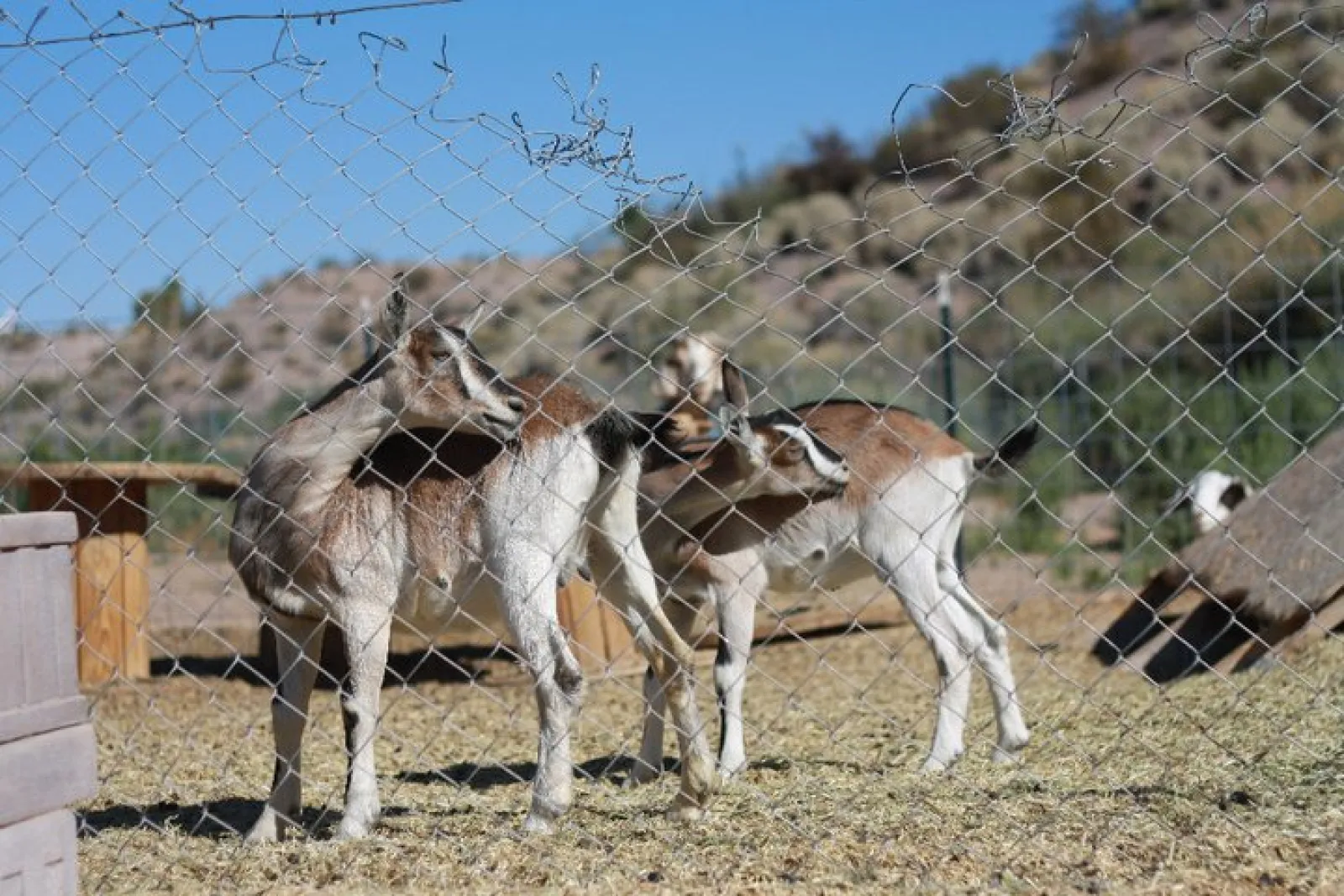 Goats on a farm in Nevada