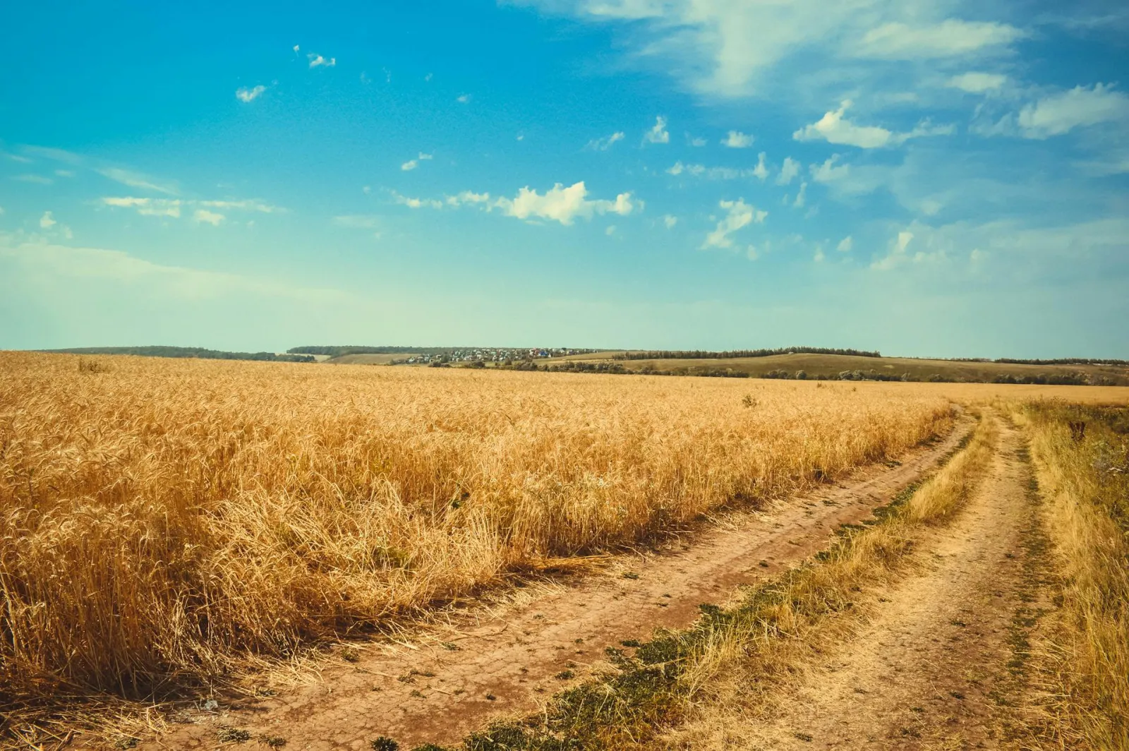 Field of wheat, with track in middle. Credit: ksusha semakina via Pexels