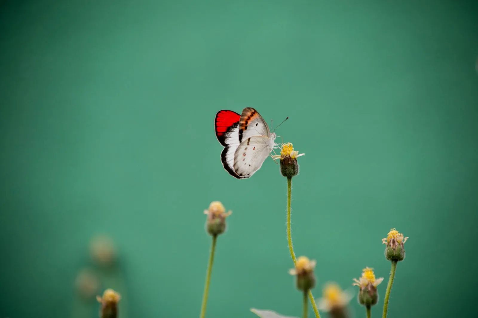 Butterfly on flower. Credit: Amol Mande via Pexels