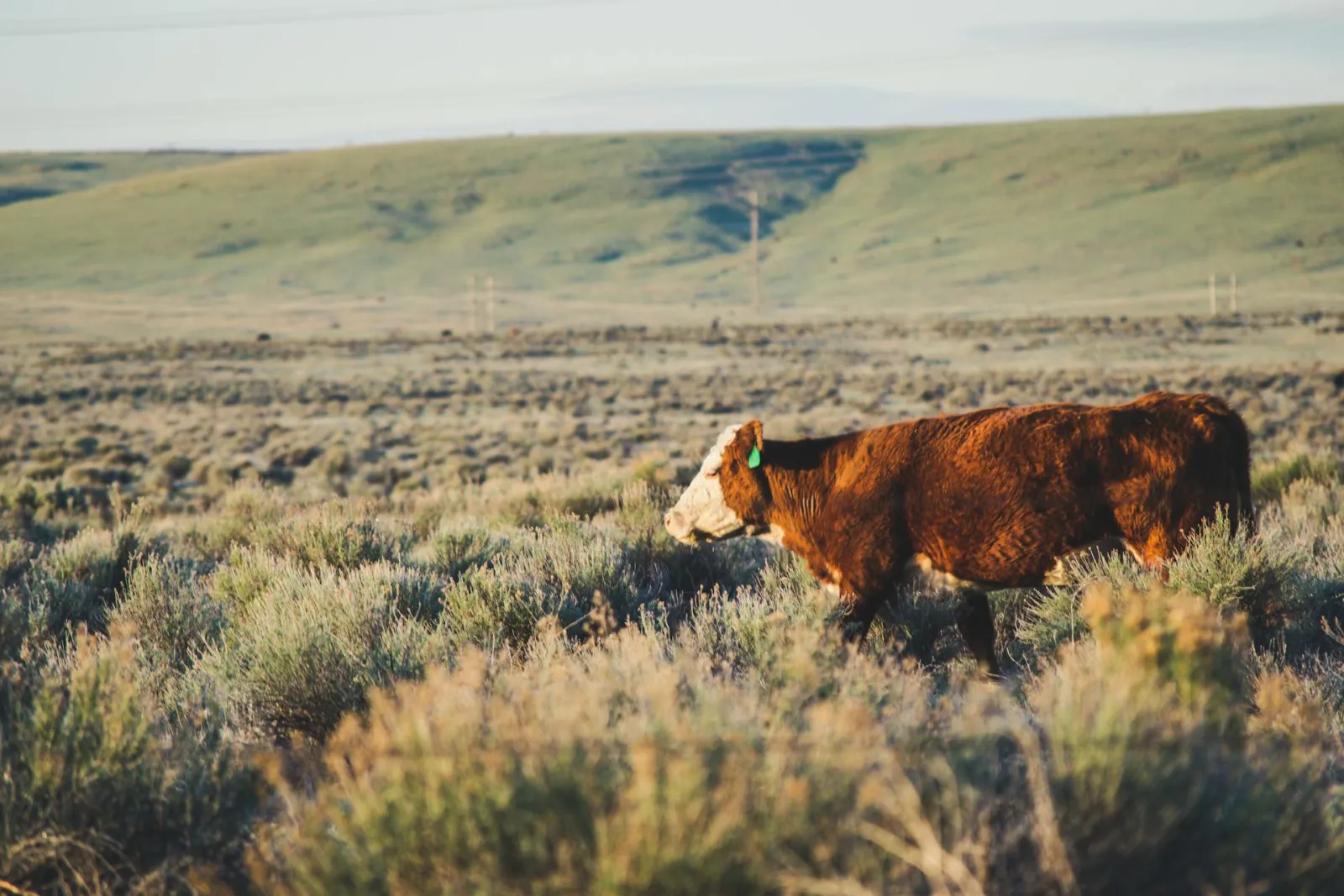 Cow marching through field. Credit: Brett Sayles via Pexels