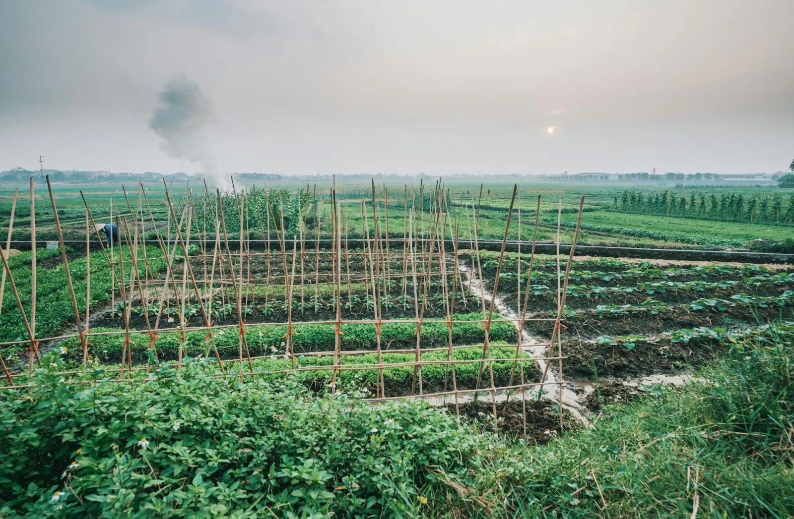 Market garden. Credit: FOX ^.ᆽ.^= ∫ via Pexels