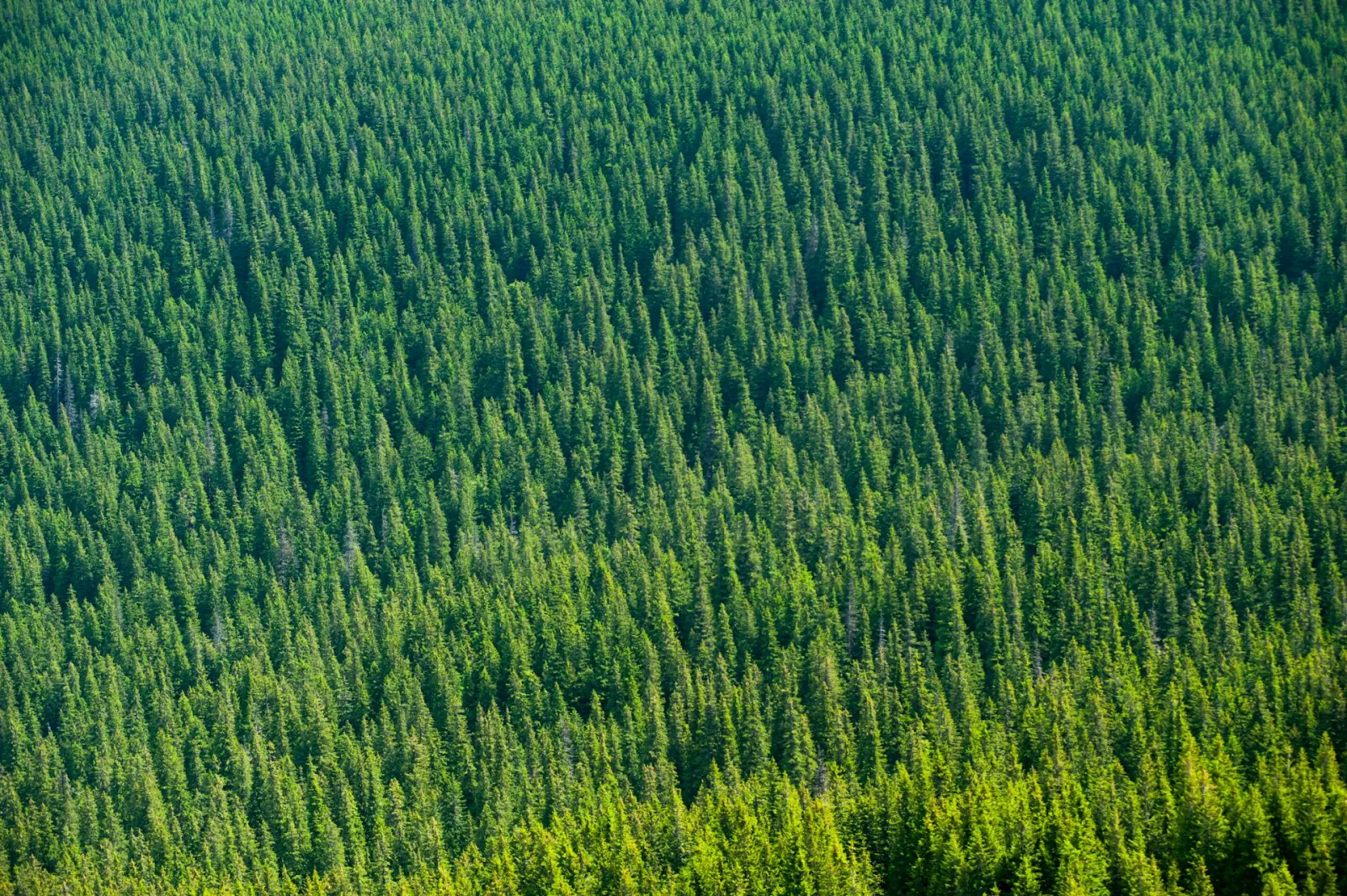 Forests and trees as far as the eye can see. Credit: Atlantic Ambience via Pexels