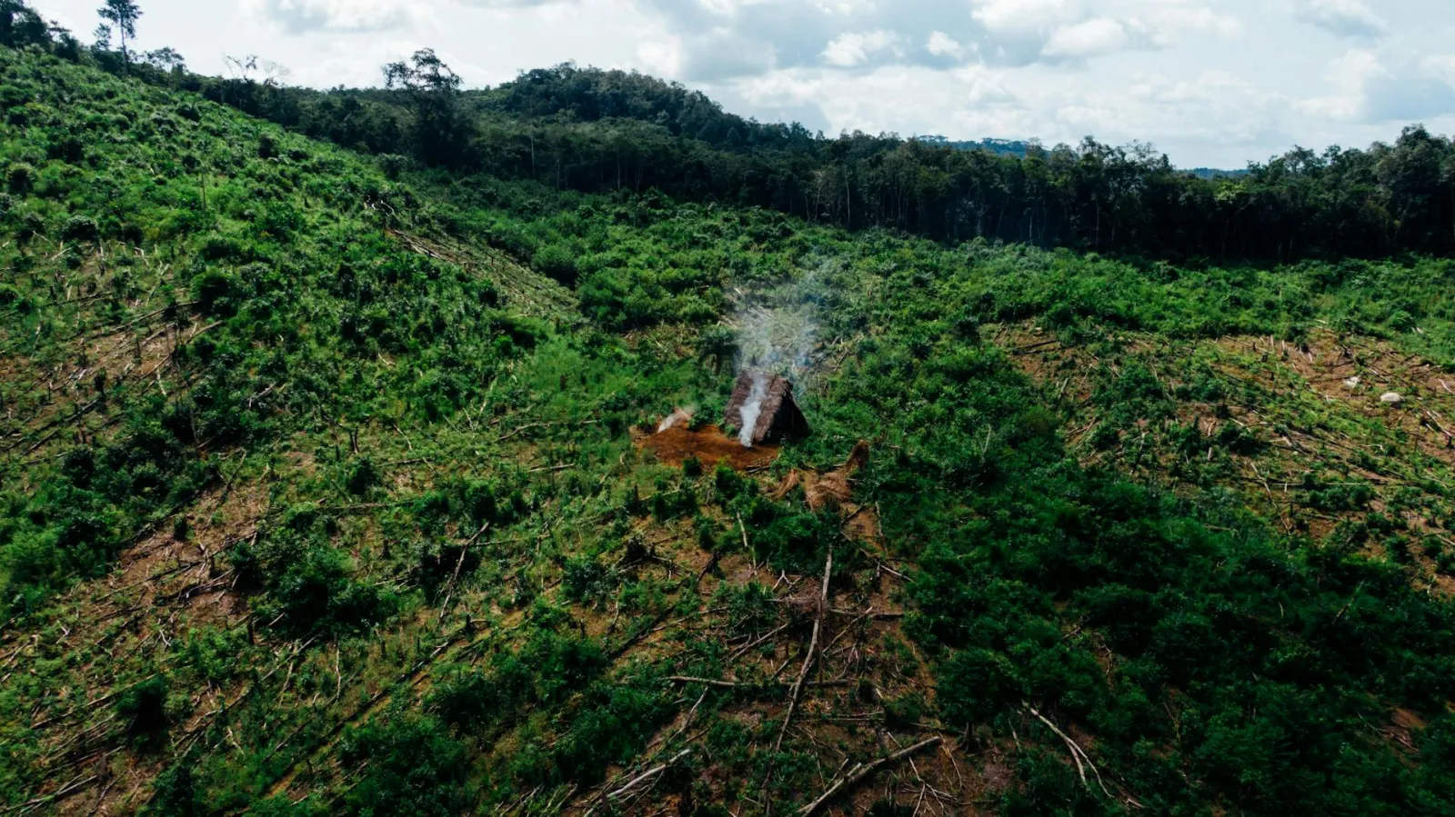 Deforestation in tropical country. Credit: Kelly via Pexels