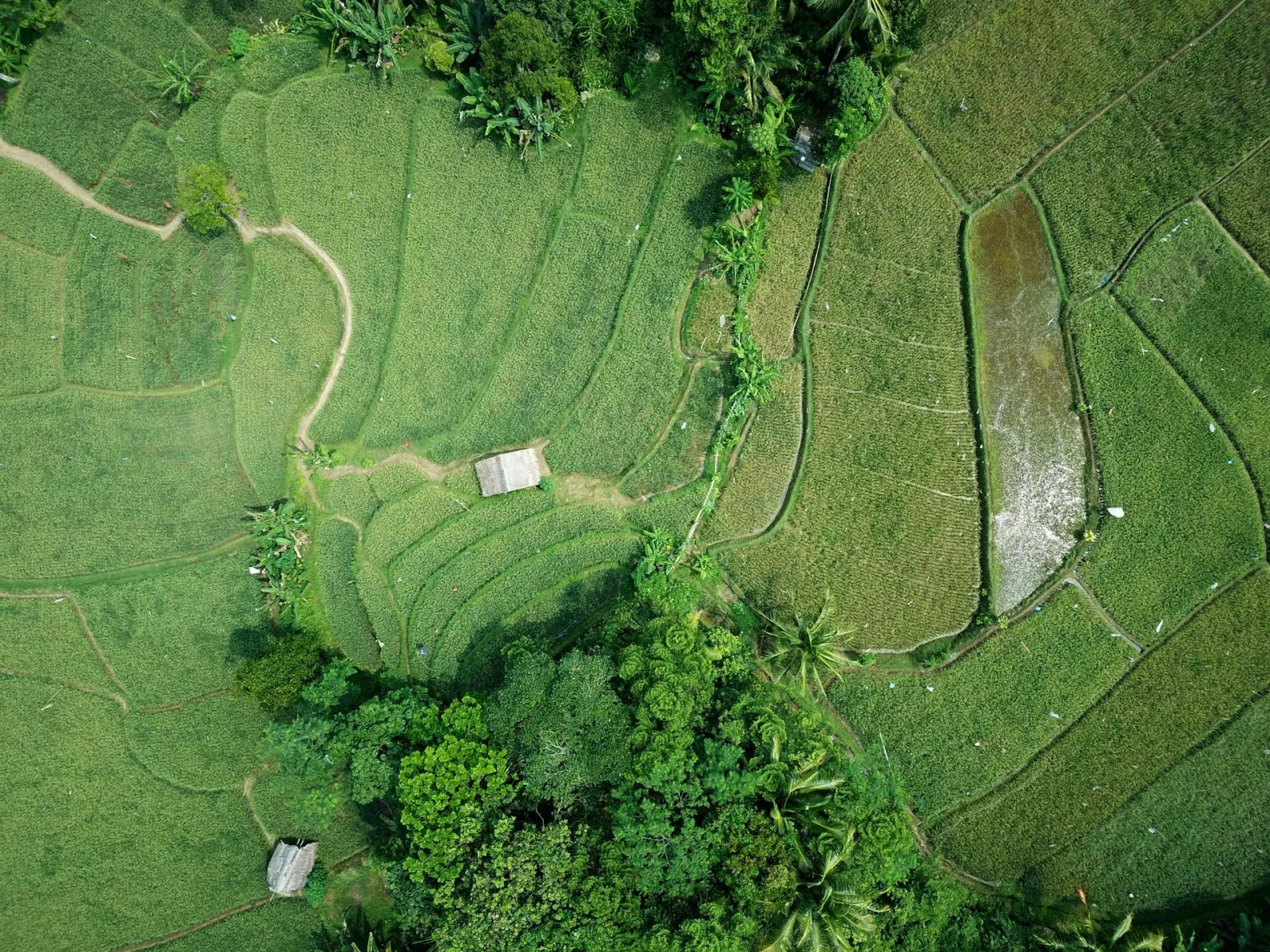 Aerial shot of farm. Credit: Tom Fisk via Pexels
