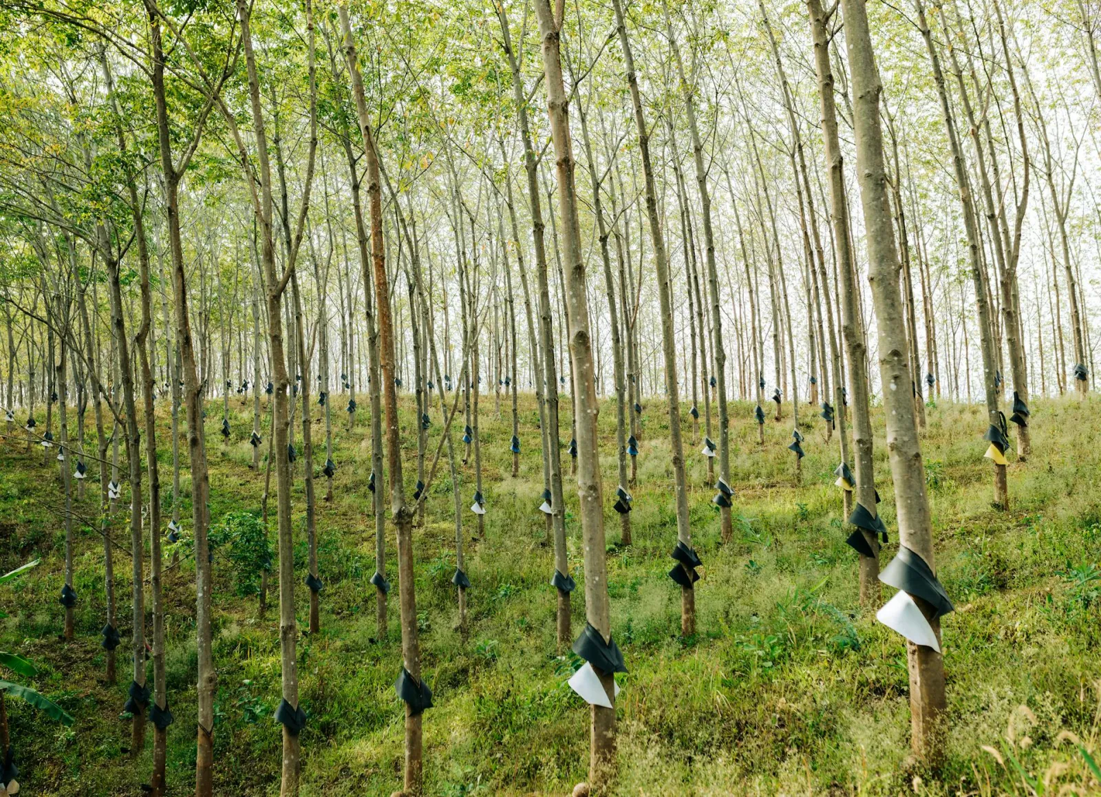 Rubber plantation. Credit: Thái Trường Giang via pexels
