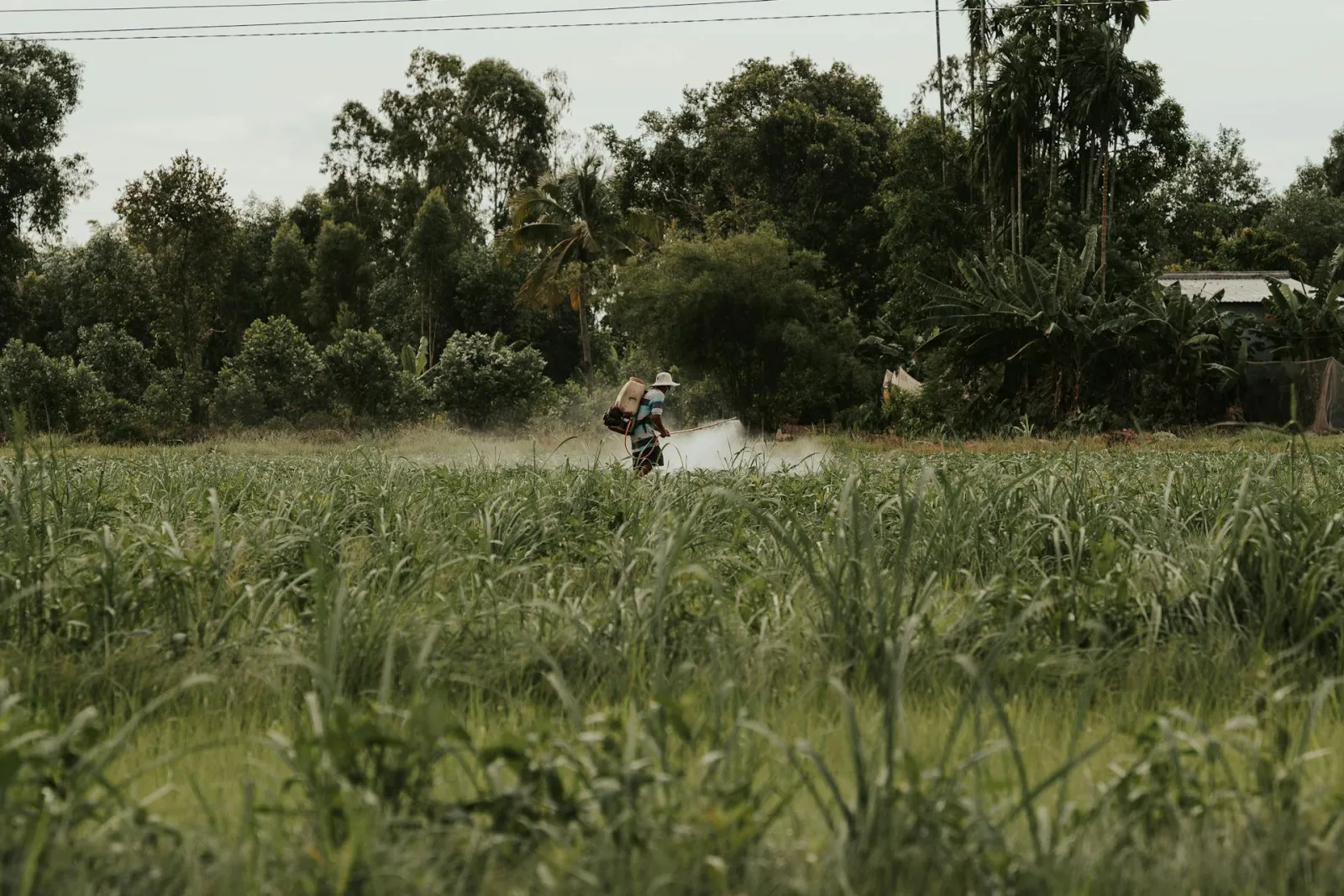 Woman spraying pesticides. Credit: Long Bà Mùi via Pexels